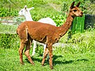 Zejm�na d�ti na statku v Chlume�ku bav� dvojice lam alpaka. Jmenuj� se Theo a...