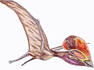 Přibližně takto mohl vypadat pterosaur od Chocně, pokud by dorostl do plných...