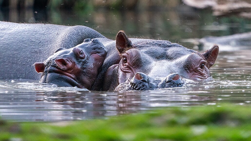Pozorujte Jezero hrochů ve Dvoře Králové, ve vodě zastihnete i mláďata
