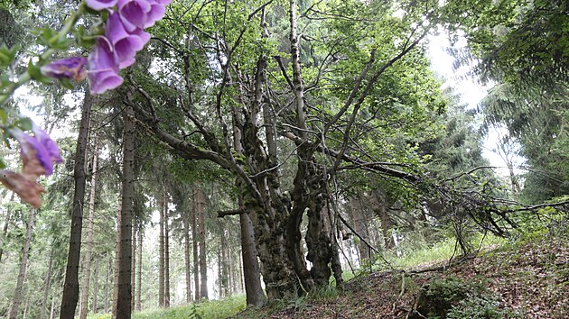 st krunohorskch bukovch les nad Hornm Jietnem je nov pod ochranou.