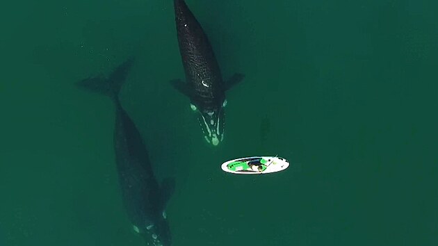 Úasné zábry velryb, které si hrají s lidmi na paddleboardu