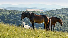 Jakmile se cesta vyhoupne z lesa na travnaté návrí, rozprostou se kolem m...