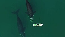 Úžasné záběry velryb, které si „hrají“ s lidmi na paddleboardu | na serveru Lidovky.cz | aktuální zprávy