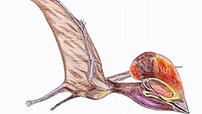 P�ibli�n� takto mohl vypadat pterosaur od Chocn�, pokud by dorostl do plných...