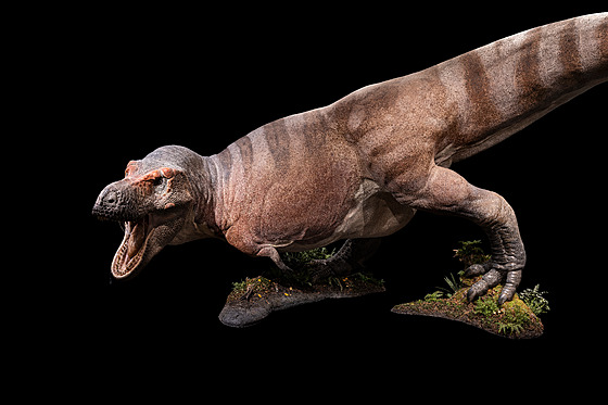 Tyranosaurus Rex il ped 66 miliony let na zem dnench Spojench stt...