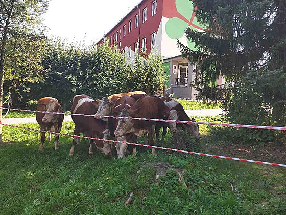 Hasii v Police nahánli stádo osmi krav.
