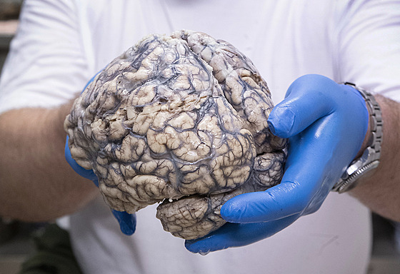 ilustra�ní snímek