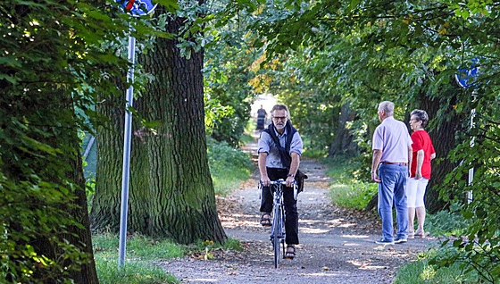 Plzeská stromová alej Kilometrovka projde postupnou obnovou. (14. 9. 2021)