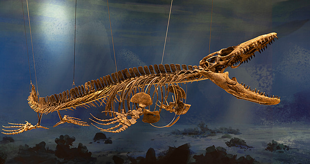 Mosasaurus je rod pozdně křídového mořského plaza.