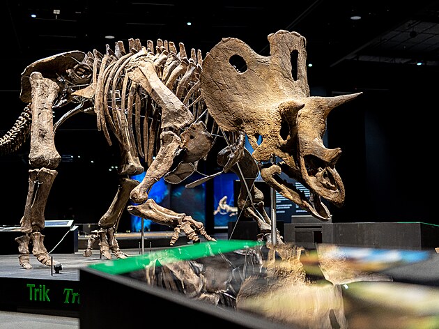 Pozstatky triceratopse pojmenovanho Trik se naly v horninch slavnho...