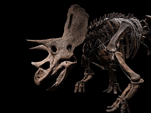 Jedna z nejvtch sbrek dinosaur na svt pistla u praskho letit.