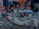 Více ne 1 400 delfín na Faerských ostrovech padlo za ob tradinímu lovu...
