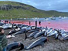 Více ne 1 400 delfín na Faerských ostrovech padlo za ob tradinímu lovu...