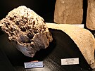 Uniktn sbrku vzcnch zkamenlin starch destky a stovky milion let...