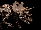 Pozstatky triceratopse pojmenovaného Trik se naly v horninách slavného...