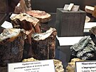 Muzeum koupilo sbrku vzcnch zkamenlin, soust je i svtov unikt
