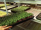 T�i kamar�di se dali na p�stov�n� mikrozeleniny