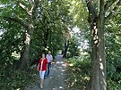 Plzeňská stromová alej Kilometrovka projde postupnou obnovou. (14. 9. 2021)