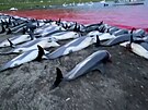 Na Faerských ostrovech usmrtili 1400 delfín. Tradice vyvolala odpor