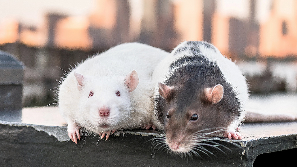 Vědci jistili, že si samci potkanů podobně jako třeba primáti, mezi sebou...