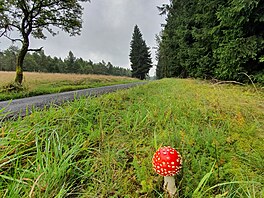 Jednotliv se muchomrky ervené objevují zhruba od ervence, mnohem víc jich...