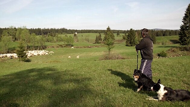 Film o monostech souit vlka a chovatel nazvan Bernek a vlk ekal na ivou premiru skoro rok od prvn projekce.
