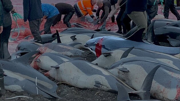 Vce ne 1 400 delfn na Faerskch ostrovech padlo za ob tradinmu lovu kytovc, pi kterm jsou tato zvata nahnna na mlinu a usmrcena kvli masu a tuku. (14. z 2021)