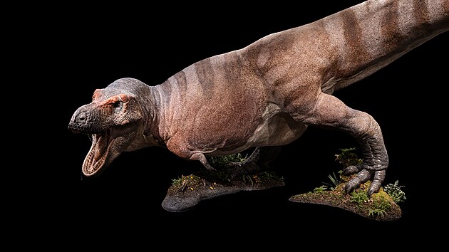 Tyranosaurus Rexil ped 66 miliony let na zem dnench Spojench stt americkch. Vrn model odr nejaktulnj paleontologick poznatky.