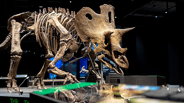 Pozstatky triceratopse pojmenovanhoTrik se naly v horninch slavnho souvrstv Hell Creek, kde ped 66 miliony let proil svj dobrodrun ivot. Pat mezi nejvt triceratopse, kte kdy byli nalezeni.