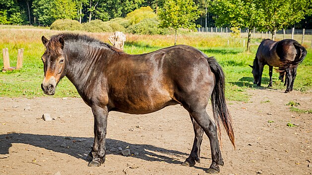 Spolek esk krajina spolu s CHKO Tebosko vypustil do prodn rezervace Meandy Lunice stdo divokch kon - exmoorskch pony. Ti te budu mt k dispozici vbh o velikosti 24 hektar.