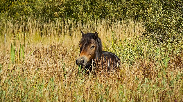 Spolek esk krajina spolu s CHKO Tebosko vypustil do prodn rezervace Meandy Lunice stdo divokch kon - exmoorskch pony. Ti te budu mt k dispozici vbh o velikosti 24 hektar.