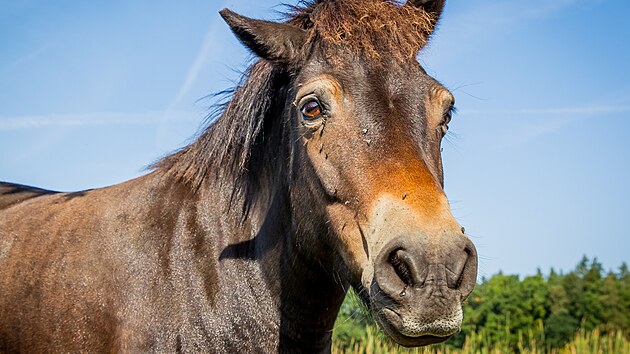 Spolek esk krajina spolu s CHKO Tebosko vypustil do prodn rezervace Meandy Lunice stdo divokch kon - exmoorskch pony. Ti te budu mt k dispozici vbh o velikosti 24 hektar.