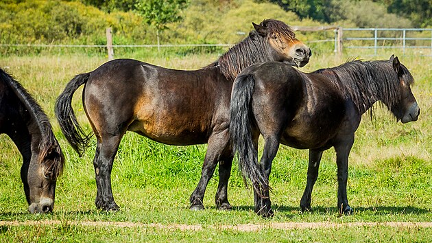 Spolek esk krajina spolu s CHKO Tebosko vypustil do prodn rezervace Meandy Lunice stdo divokch kon - exmoorskch pony. Ti te budu mt k dispozici vbh o velikosti 24 hektar.
