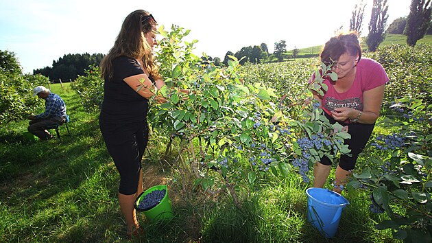 Každá ruka dobrá. Vališovi pěstují borůvky při zaměstnání, často tak chodí sbírat plody po práci, třeba když se blíží trhy.