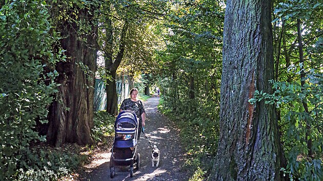 Plze�sk� stromov� alej Kilometrovka projde postupnou obnovou. (14. 9. 2021)