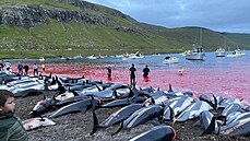 Více než 1 400 delfínů na Faerských ostrovech padlo za oběť tradičnímu lovu... | na serveru Lidovky.cz | aktuální zprávy
