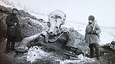 Mamutí kostra, na ní lovci narazili v Berezovce v roce 1901.