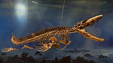 Mosasaurus je rod pozdn� k�ídového mo�ského plaza.