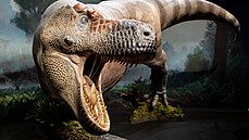 Tyranosaurus Rex žil před 66 miliony let na území dnešních Spojených států...