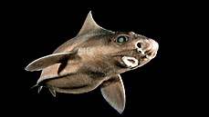 Světlouna ostnatého (Oxynotus centrina), druh žraloka žijícího v hloubkách...