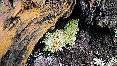 Dřevokazný korálovec bukový se v rámci maskování schoval na javor.