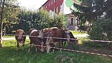 Hasi�i v Poli�ce nahán�li stádo osmi krav.