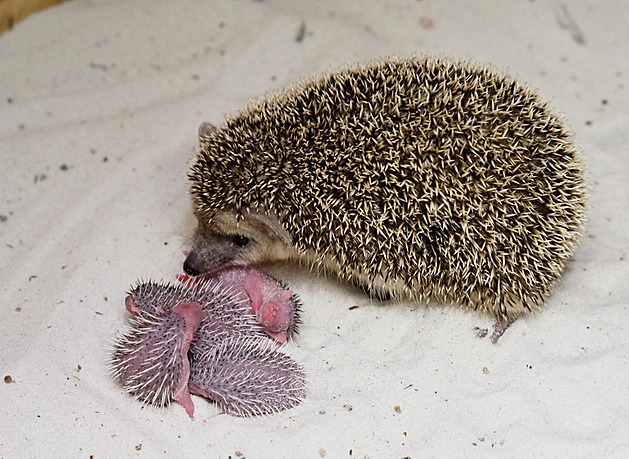 V zázemí pavilonu iraf se narodila i tyi mláata jek uatých. Jsou velká...