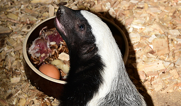 Olomoucká zoologická zahrada poprvé ukázala ptimsíní mlád medojeda...