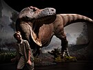 Expozice Dinosauria Museum Prague má i model tyrrannosaura rexe v ivotní...