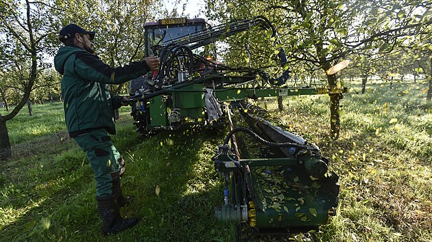 V sadech likérky Rudolf Jelínek u Vizovic na Zlínsku pokračovala 21. září 2021 sklizeň švestek. Speciální stroj stromem zatřese a plody spadnou do připravených plachet.