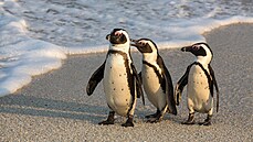 Tu��áci afri�tí na plá�i u m�sta Simonstown.