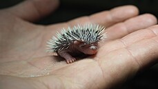 V zázemí pavilonu �iraf se narodila i �ty�i mlá�ata je�k� u�atých. Jsou velká...