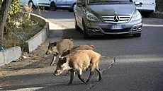 Divoká prasata mohou mimo jiné ve mst zpsobit i váné dopravní nehody....