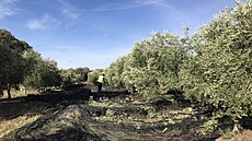 Sklizeň v olivových hájích ve španělské provincii Jaén.